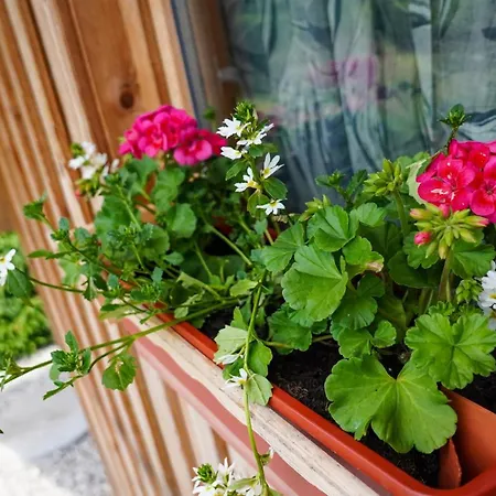 בקתה Glamping Avantura- A Natural Getaway By The Kolpa River Kostel