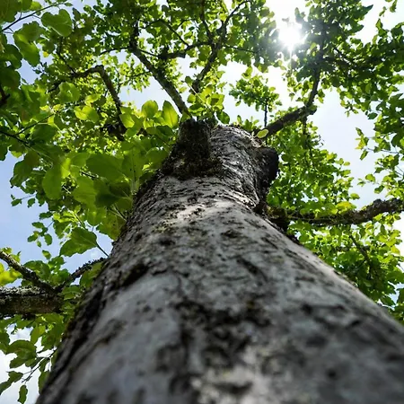 Glamping Avantura- A Natural Getaway By The Kolpa River Kostel